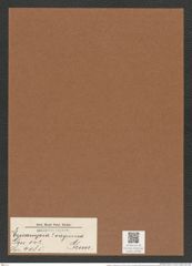 Eucampia ? virginica Grun. (de-Toni-Nr.: Genus 142, Species 4085) Zeichnungen Sammlung Grunow Mappe 04096 (Herbarium_W_Grunow_drawings_Folder_04096)